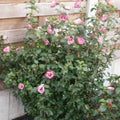 Altea Pink Giant - Hibiscus syriacus - El Nou Garden