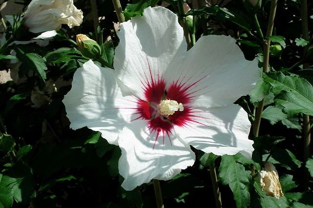 Altea Red Heart - Hibiscus syriacus - El Nou Garden