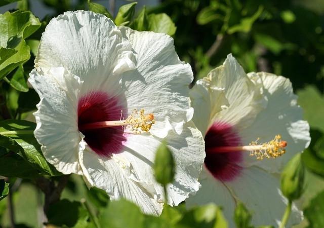 Altea Red Heart - Hibiscus syriacus - El Nou Garden