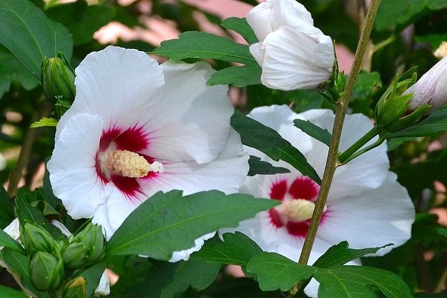 Altea Sup'Heart - Hibiscus syriacus - El Nou Garden