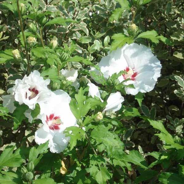 Altea Sup'Heart - Hibiscus syriacus - El Nou Garden