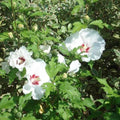 Altea Sup'Heart - Hibiscus syriacus - El Nou Garden