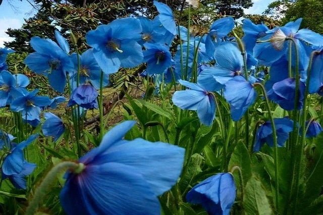 Amapola azul del Himalaya - Meconopsis betonicifolia - El Nou Garden