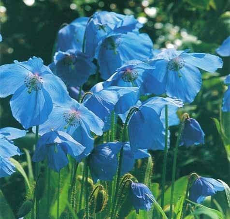 Amapola azul del Himalaya - Meconopsis betonicifolia - El Nou Garden