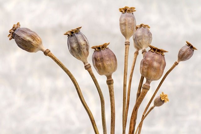 Amapola natural seca - Papaver natural - El Nou Garden