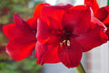 Amariles - Amaryllis - El Nou Garden