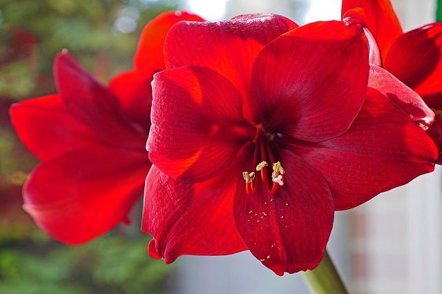 Amariles - Amaryllis - El Nou Garden
