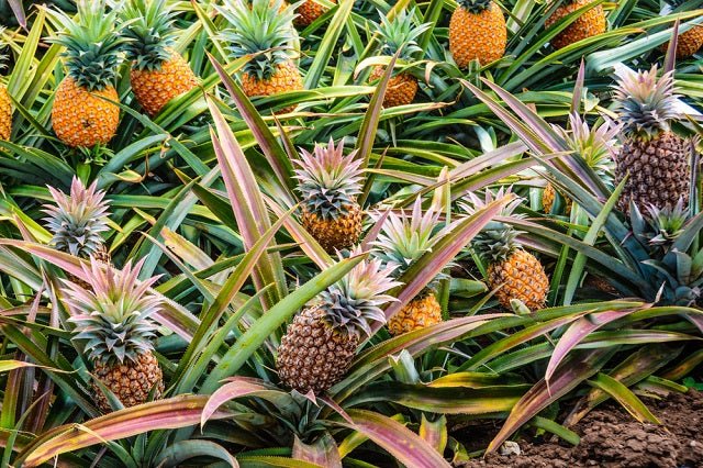 Ananás - Ananas comosus - El Nou Garden