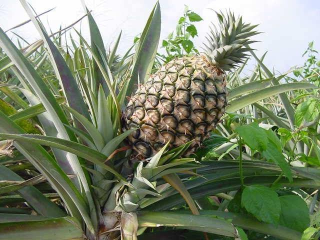 Ananás - Ananas comosus - El Nou Garden