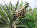 Ananás - Ananas comosus - El Nou Garden