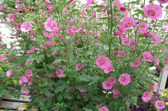 Anisodontea - Anisodontea capensis - El Nou Garden