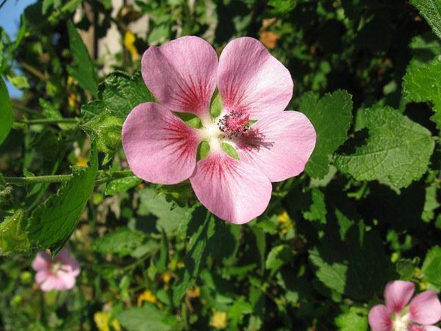 Anisodontea - Anisodontea capensis - El Nou Garden