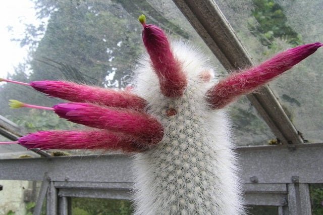 Antorcha de plata - Cleistocactus strausii - El Nou Garden