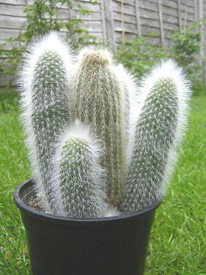 Antorcha de plata - Cleistocactus strausii - El Nou Garden