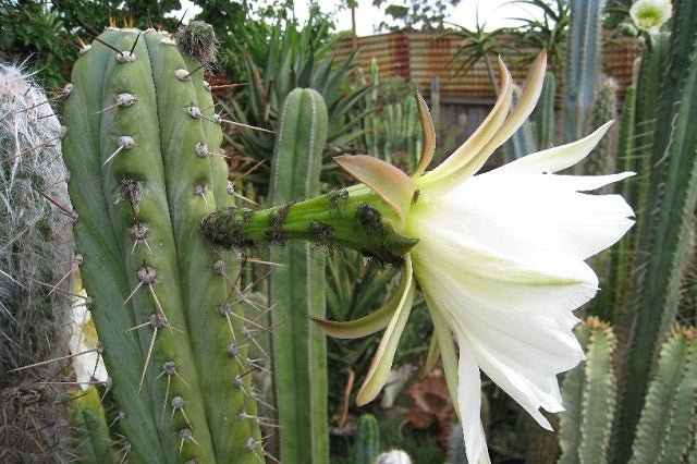 Antorcha peruana - Echinopsis peruviana - El Nou Garden