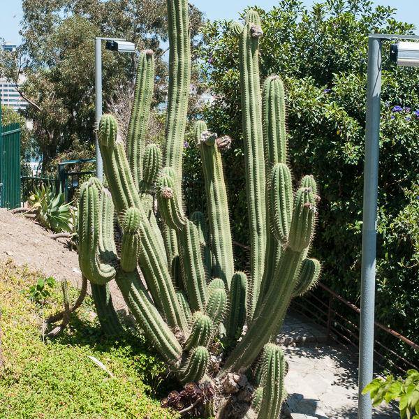 Antorcha peruana - Echinopsis peruviana - El Nou Garden