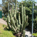 Antorcha peruana - Echinopsis peruviana - El Nou Garden