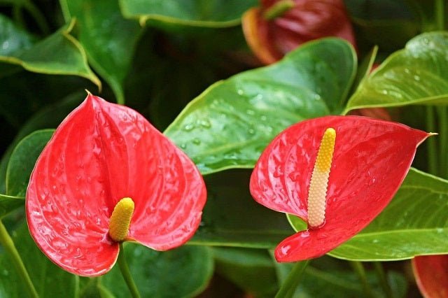 Anturio Dakota - Anthurium andraeanum - El Nou Garden