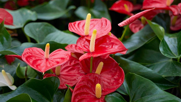 Anturio Dakota - Anthurium andraeanum - El Nou Garden