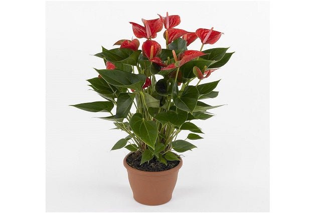 Anturio Diamond Red - Anthurium - El Nou Garden