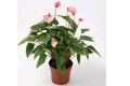 Anturio Lentini Pink - Anthurim andraeanum - El Nou Garden