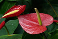 Anturio Lentini Red - Anthurium andraeanum - El Nou Garden