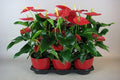 Anturio Michigan - Anthurium - El Nou Garden