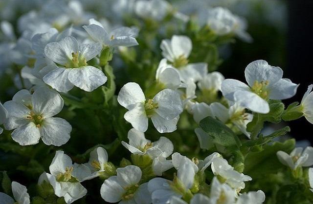 Arabis alpina - El Nou Garden