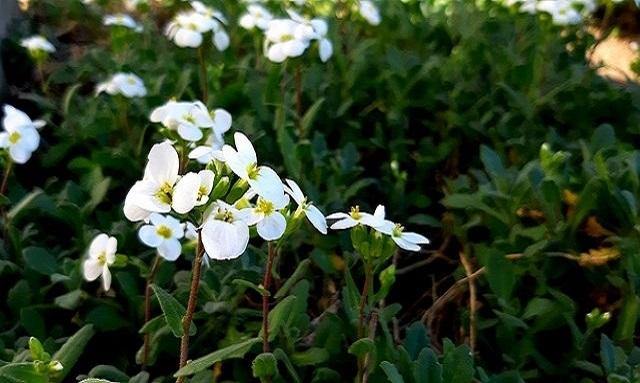 Arabis alpina - El Nou Garden