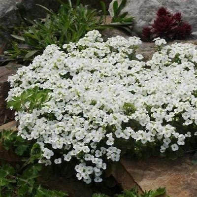 Arabis alpina - El Nou Garden
