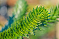 Araucaria de Chile - Araucaria araucana - El Nou Garden