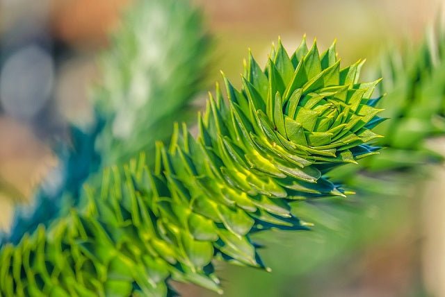 Araucaria de Chile - Araucaria araucana - El Nou Garden