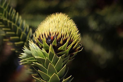Araucaria de Chile - Araucaria araucana - El Nou Garden