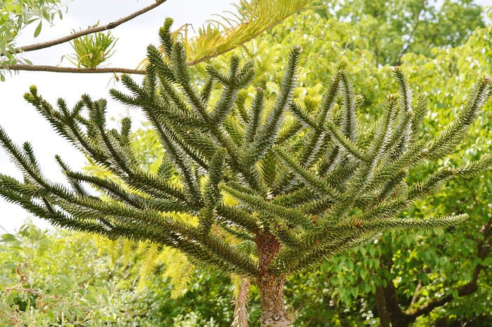Araucaria de Chile - Araucaria araucana - El Nou Garden