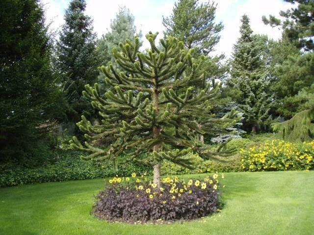 Araucaria de Chile - Araucaria araucana - El Nou Garden
