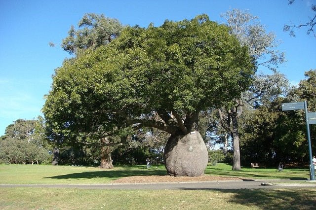 Árbol botella de Queensland - Brachychiton rupestris - El Nou Garden
