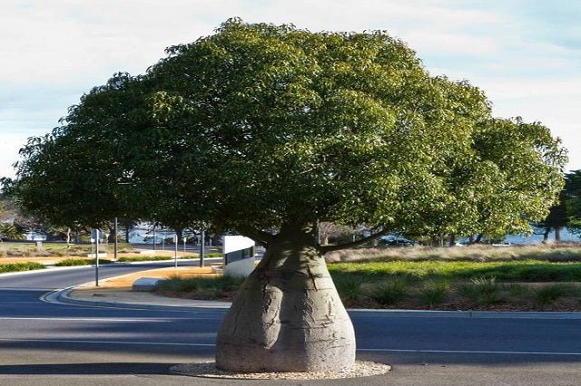 Árbol botella de Queensland - Brachychiton rupestris - El Nou Garden