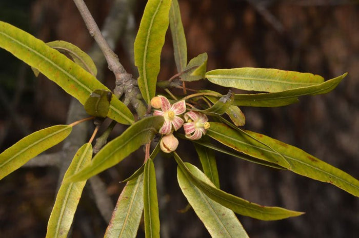 Árbol botella de Queensland - Brachychiton rupestris - El Nou Garden