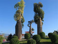 Árbol botella de Queensland - Brachychiton rupestris - El Nou Garden
