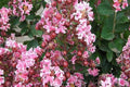 Árbol de Júpiter Berlingot Menthe - Lagerstroemia indica (Formato arbusto) - El Nou Garden