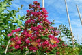 Árbol de Júpiter Coccinea - Lagerstroemia indica (Formato arbusto) - El Nou Garden