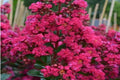 Árbol de Júpiter Fuchsia d'été - Lagerstroemia indica (Formato arbusto) - El Nou Garden