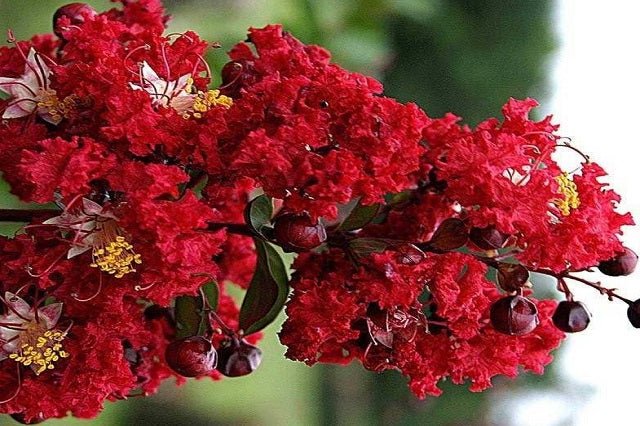 Árbol de Júpiter Red Imperator - Lagerstroemia indica (Formato árbol) - El Nou Garden