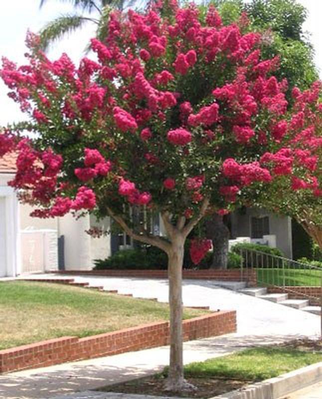 Árbol de Júpiter Red Imperator - Lagerstroemia indica (Formato árbol) - El Nou Garden