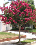 Árbol de Júpiter Red Imperator - Lagerstroemia indica (Formato árbol) - El Nou Garden