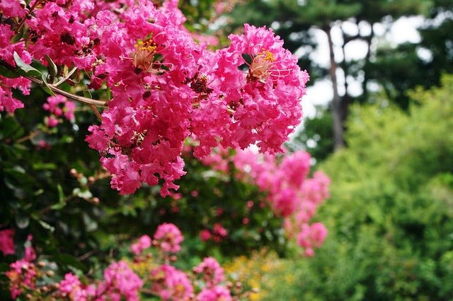 Árbol de Júpiter Rosa - Lagerstroemia indica (Formato árbol) - El Nou Garden