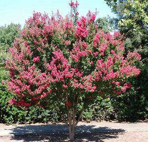 Árbol de Júpiter Rosa - Lagerstroemia indica (Formato árbol) - El Nou Garden