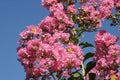 Árbol de Júpiter Rosea Grassi - Lagerstroemia indica (Formato arbusto) - El Nou Garden