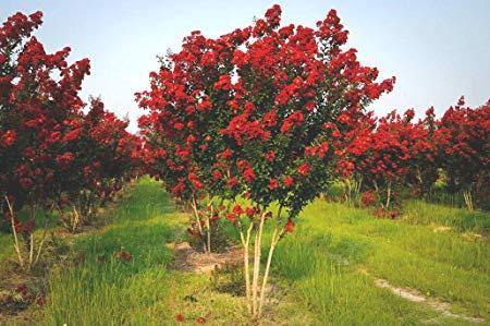 Árbol de Júpiter Rouge - Lagerstroemia indica (Formato arbusto) - El Nou Garden