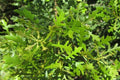 Árbol de la cera - Myrica cerifera - El Nou Garden